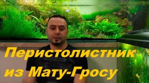 Мато гроссо и Компания. Зри в корень. (Архив от 16.07.2022)