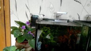 Приготовление самодельных удобрений для аквариумных растений. Железо и калий.