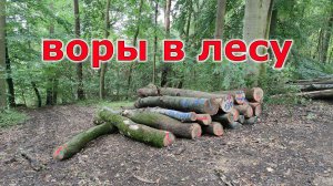 Воровство дров в Германии