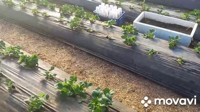 Теплица на 27 .03.2022#рассада #малина #клубники #ежевика смотреть онлайн