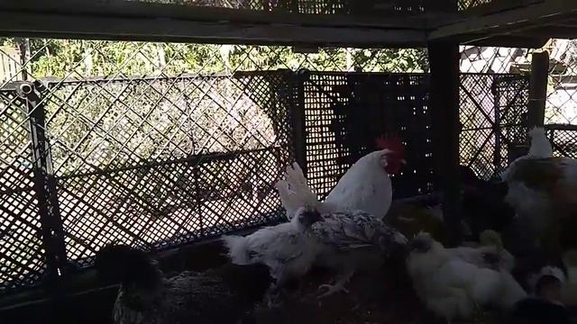 ДНР Макеевка Петух Мини Леггорн (В 33) 4,5 месяцев смотреть онлайн