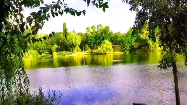 Аллея больших ДЕРЕВЬЕВ смотреть онлайн