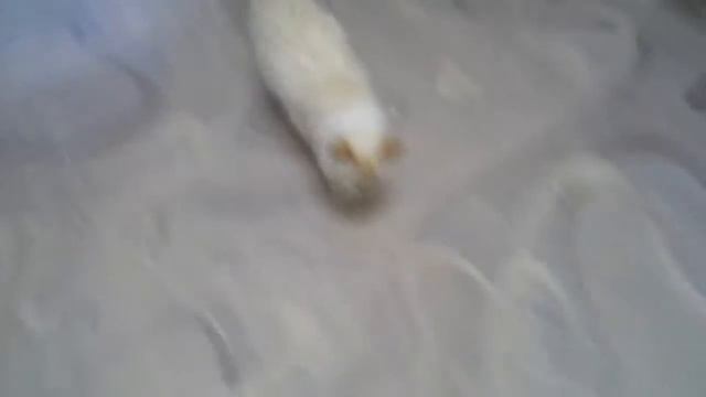 Кот Сёма за мной ходит смотреть онлайн