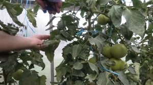 Фитолавин (фитомицин) и кладоспориоз| Есть ли смысл?|Вегетация томатов на Вятке '20 #11 от 8 август