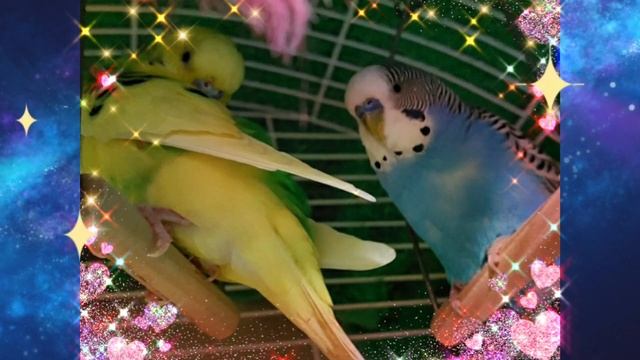 "Ходить сон коло вікон" ????? смотреть онлайн