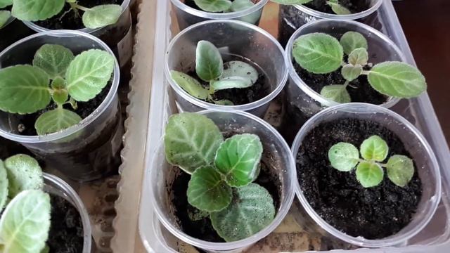 Сеянцы. После пикировки. Еще маленькие. смотреть онлайн