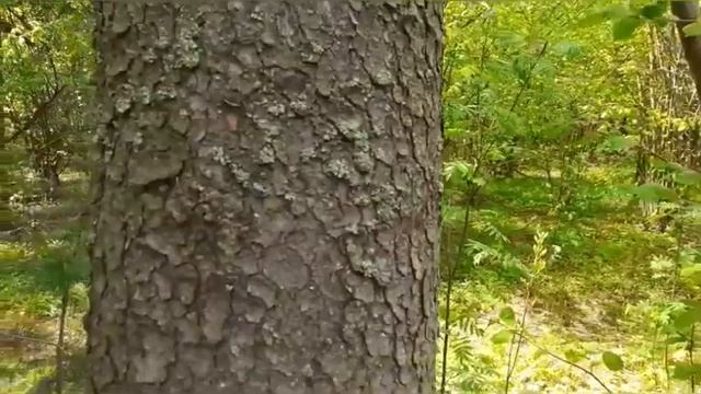 Готовим колоду-ловушку. смотреть онлайн