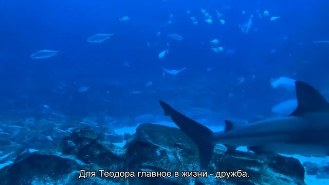 Значение имени Теодор. Толкование, судьба, характер смотреть онлайн