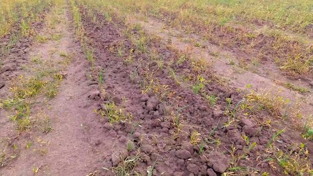 Результат опрыскивания гербицидом Гоал + Тотрил, вторая обработка чеснока.. смотреть онлайн