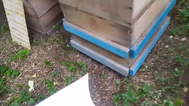 Обработка пчел от клеща спрей "MANLIKE" смотреть онлайн