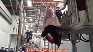 Шкуросъемная установка, для снятия шкуры КРС