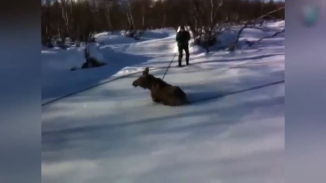 Спасение диких животных оказавшихся в беде смотреть онлайн