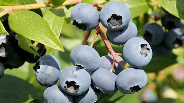 голубика 600 лекарственных растений смотреть онлайн