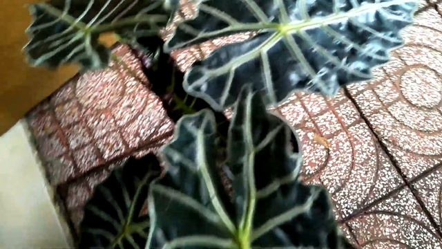 Alocasia Amazonica смотреть онлайн