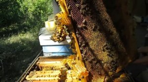 Работа на пасеке в августе или Главный осенний осмотр