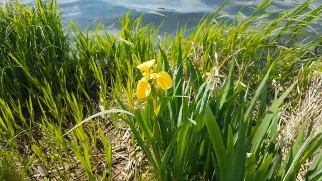 Жёлтый ирис смотреть онлайн