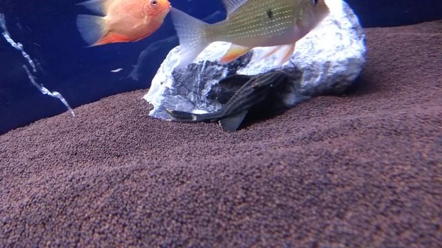 панак(panaque) королевский, опыт в содержании смотреть онлайн