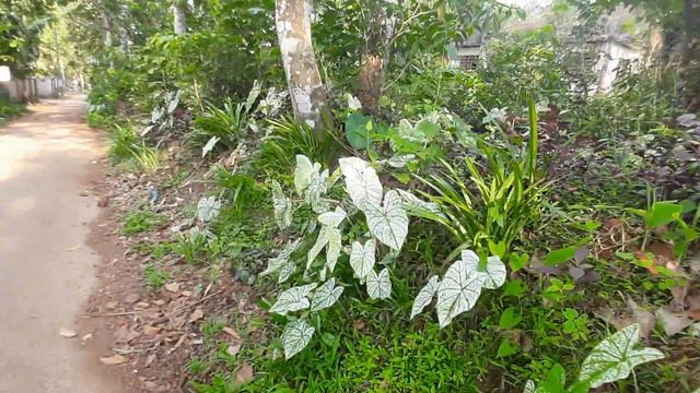 caladium plant hunting/plant huntingmalayalam#gardening#kashi'stips смотреть онлайн