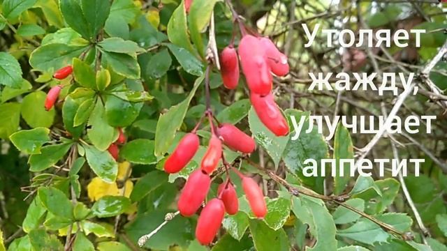 БАРБАРИС ОБЫКНОВЕННЫЙ Berberis vulgaris.Лечебные свойства. смотреть онлайн