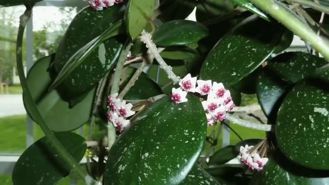 Комнатные растения для новичков. Правильный уход за ними. Советы для начинающих! смотреть онлайн