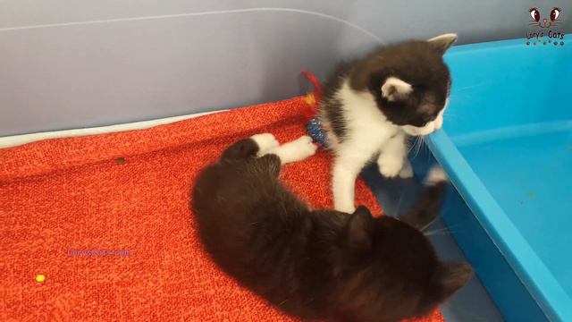 Baby Kittens Fight 🤭 смотреть онлайн