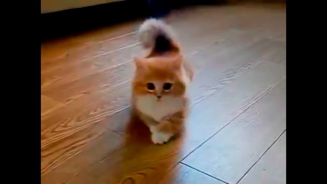 Самые милые животные! / Very cute animals! смотреть онлайн