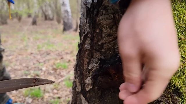 Regina Ciupercilor Medicinale/Unde se găsește/cum se folosește?România. смотреть онлайн