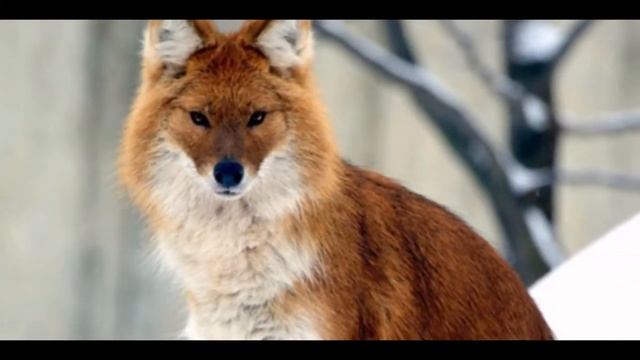 Красная книга животных смотреть онлайн