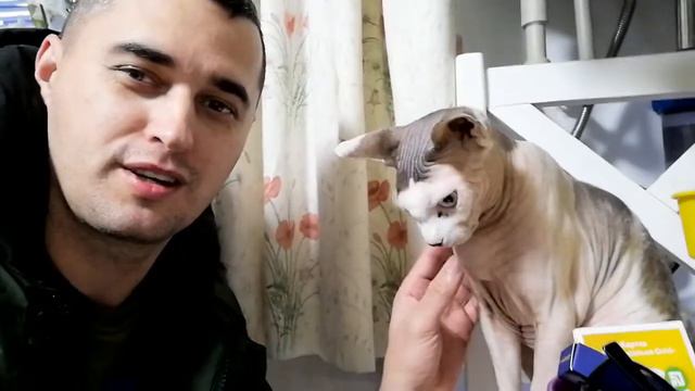 Канадский сфинкс и Хаски в одном доме смотреть онлайн