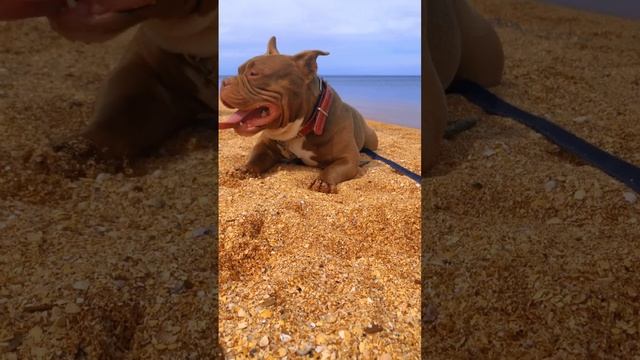 Американский булли Dragon