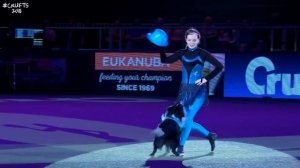 Танцы с собаками