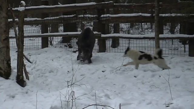 Лайки Кобели смотреть онлайн