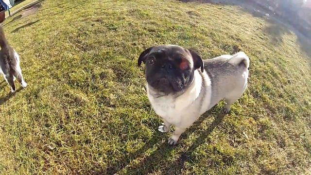 GoPro Hero HD 2 Test Mops & Cat Slow Motion смотреть онлайн