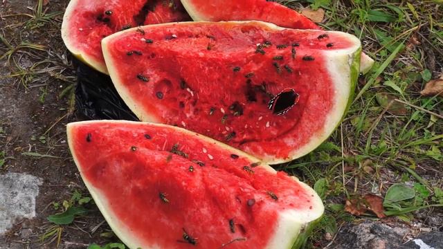 ВИАН 1 2 3 смотреть онлайн
