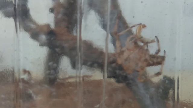 ПОТРЯСАЮЩАЯ ОХОТА ПАУКА КРЕСТОВИКА. AMAZING HUNTING OF CROSS SPIDER! смотреть онлайн