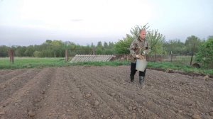 Посев горчицы весной