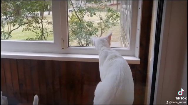 Когда что-то пошло не так. Ориентал Кокос (TikTok) смотреть онлайн