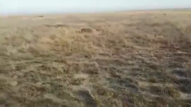 кабан ложиться с мелкашки тоз смотреть онлайн