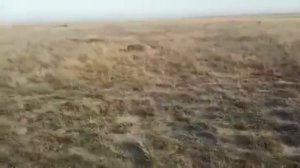 кабан ложиться с мелкашки тоз