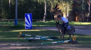 Соревнования по верховой езде на осле (Riding on a donkey)