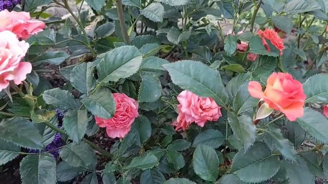 Все о розе Аллегрия! смотреть онлайн