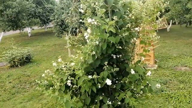 Соборная мечеть г. Елабуги, лето, цветы, сад, красота!! смотреть онлайн