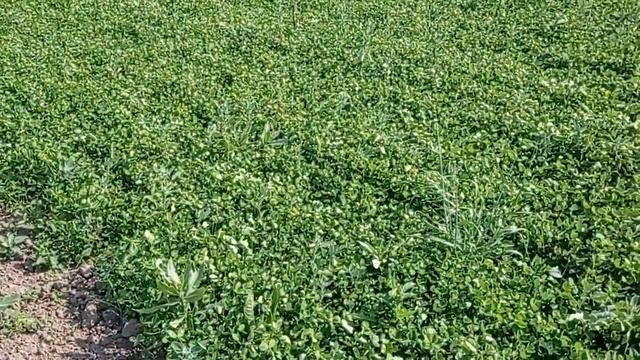 окучивал свой огород мотоблоком Нева мб-2 смотреть онлайн