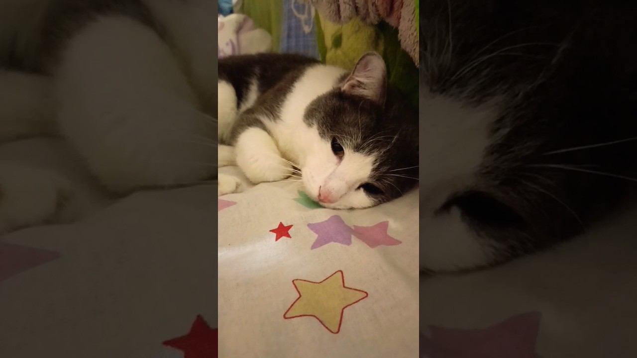 Котик устал, всем спокойной ночи. #кот #мурзик #питомец #любовь #сон #отдых #лайк #котики #добро смотреть онлайн