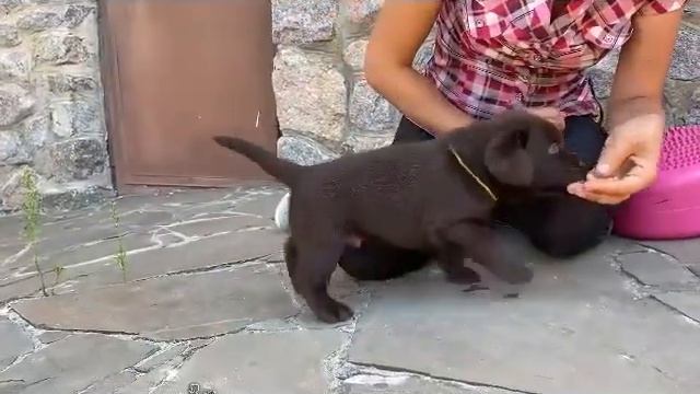 Как правильно выбрать щенка лабрадора? На что обратить внимание при выборе лабрадора? смотреть онлайн