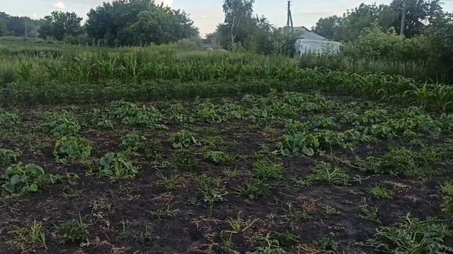 Огород. Сапать не будем. Ужин. Жизнь простых людей. Украина. смотреть онлайн
