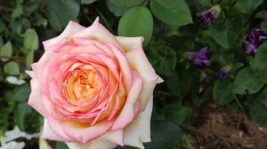 ОБЗОР СОРТА: РОЗА АННА МОЛИНАРИ | Роза Анна Молинари (Anna Molinari) в моем саду