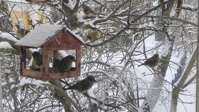 Зеленушки на кормушке 2023 г. смотреть онлайн