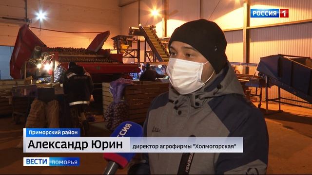 Холмогорский семенной картофель отправляется в разные уголки страны смотреть онлайн