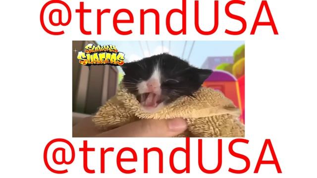 Kitten Meows but famous phone ringtones//Kitten Meows but in popular mobile games // смотреть онлайн